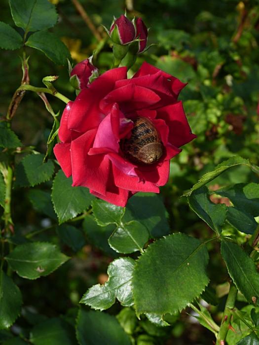 p1020398r.jpg