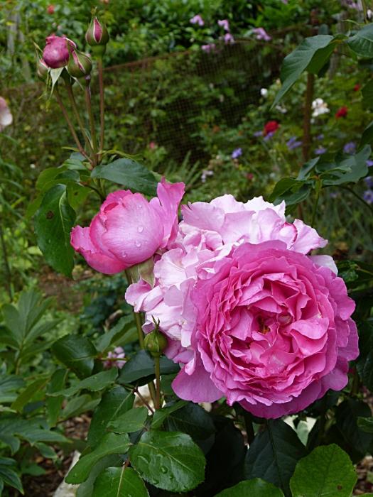 p1020405r.jpg