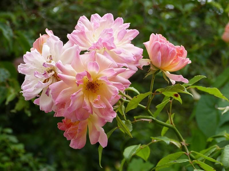 p1020440r.jpg