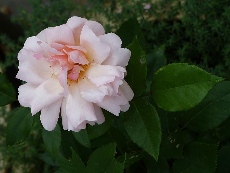 p1020564r.jpg