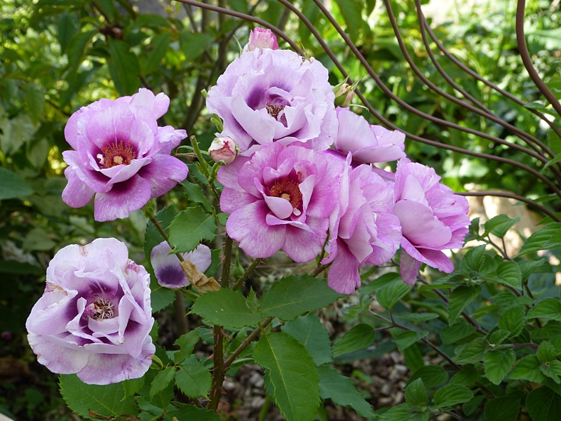 p1020570r.jpg