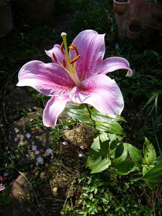 p1020596r.jpg