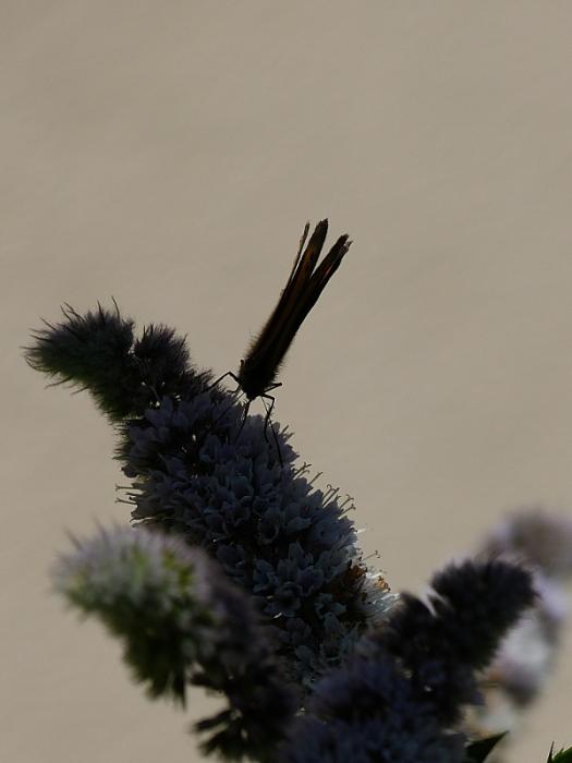 p1020662r.jpg