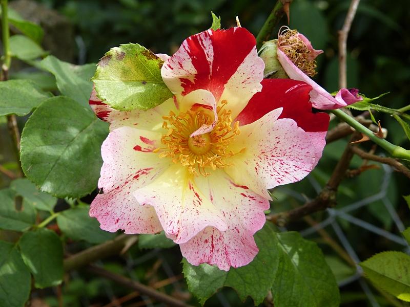 p1030620r.jpg
