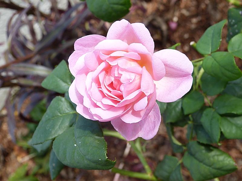 p1030722r.jpg