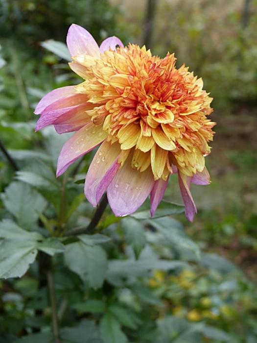 p1030842r.jpg