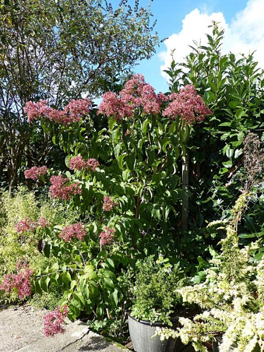 p1030857r.jpg