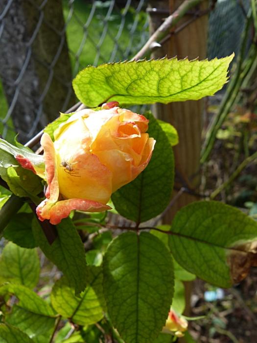 p1030885r.jpg