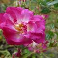 p1040595r.jpg