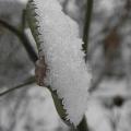 r0030963r.jpg