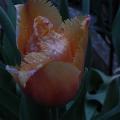 r0031660r.jpg