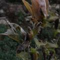 r0031700r.jpg