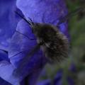 r0031777r.jpg