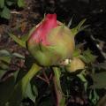 r0031791r.jpg