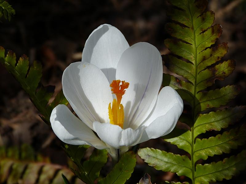 p1050117.jpg