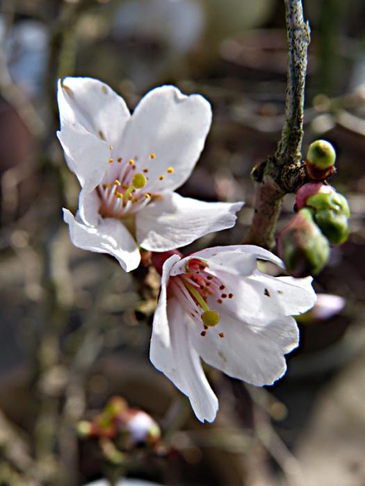 p1050136.jpg