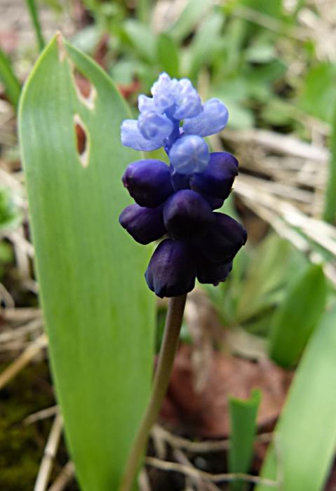 p1050194.jpg