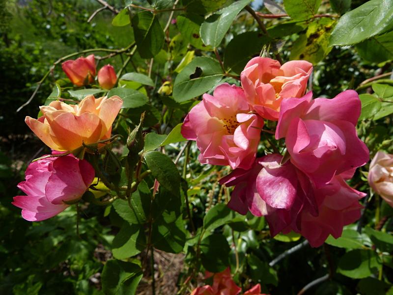 p1120030.jpg