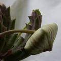 p1160155.jpg