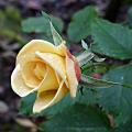 p1160850.jpg