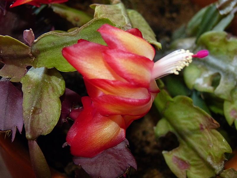 p1210379.jpg