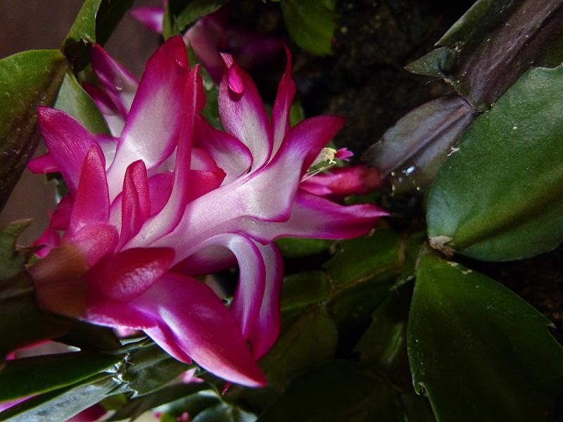 p1210381.jpg