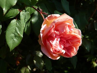 p1220119.jpg