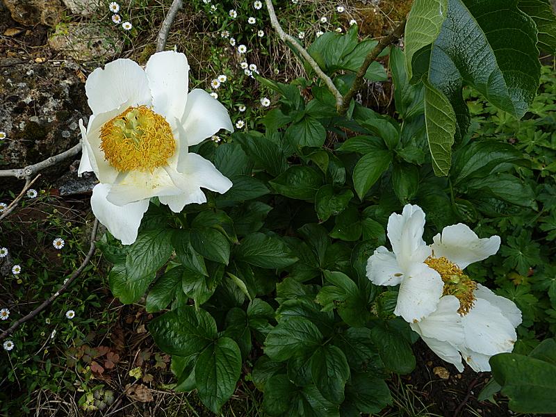 p1240800.jpg