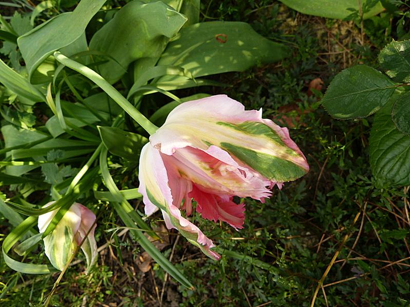 p1270919.jpg