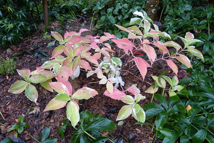 p1300316.jpg