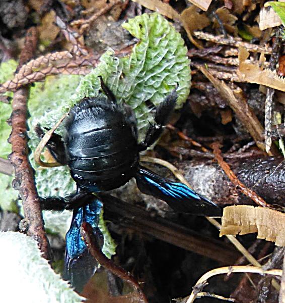 p1300426.jpg