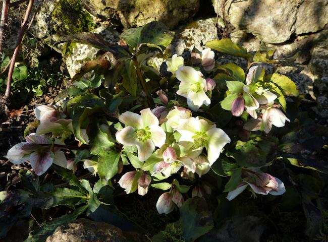 p1320121.jpg