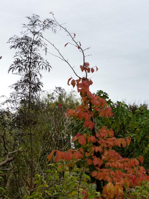 p1330901.jpg