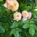 p1000060.jpg