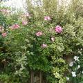 p1000320.jpg