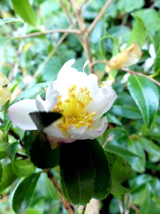p1000777.jpg