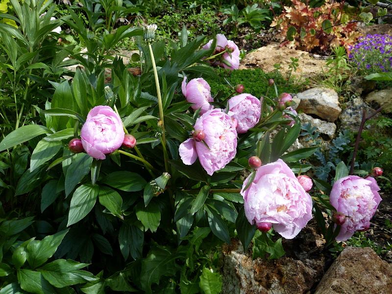 p1340677.jpg