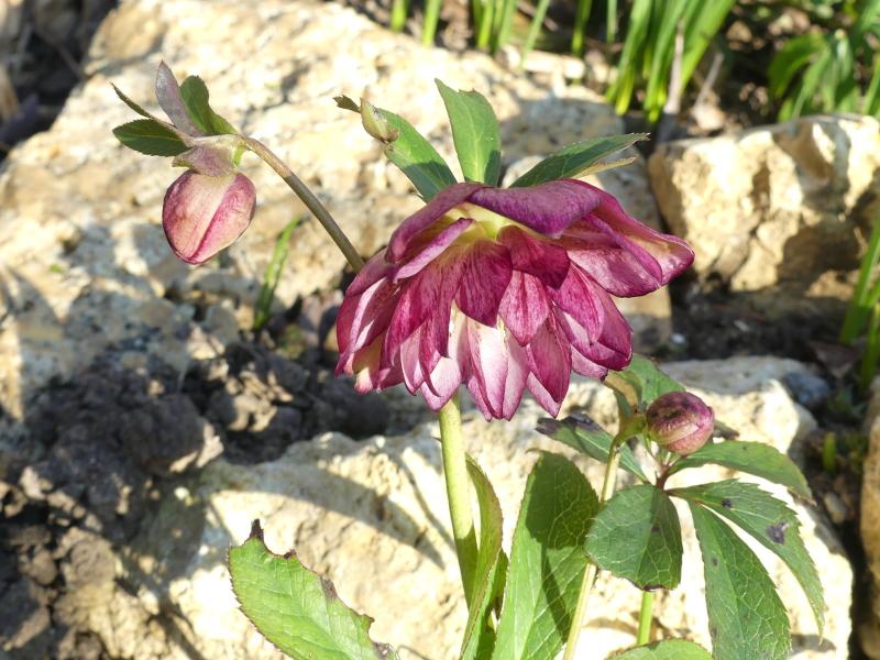 p1020626.jpg