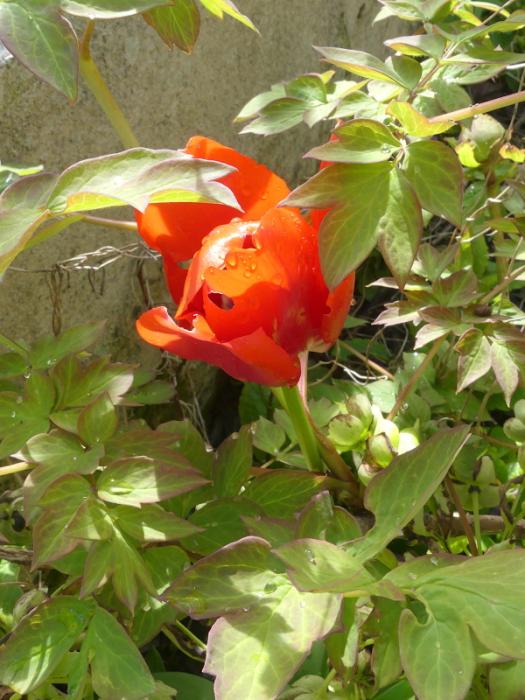 p1020801.jpg