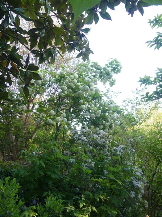 p1040105.jpg