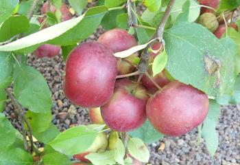 p1050070.jpg