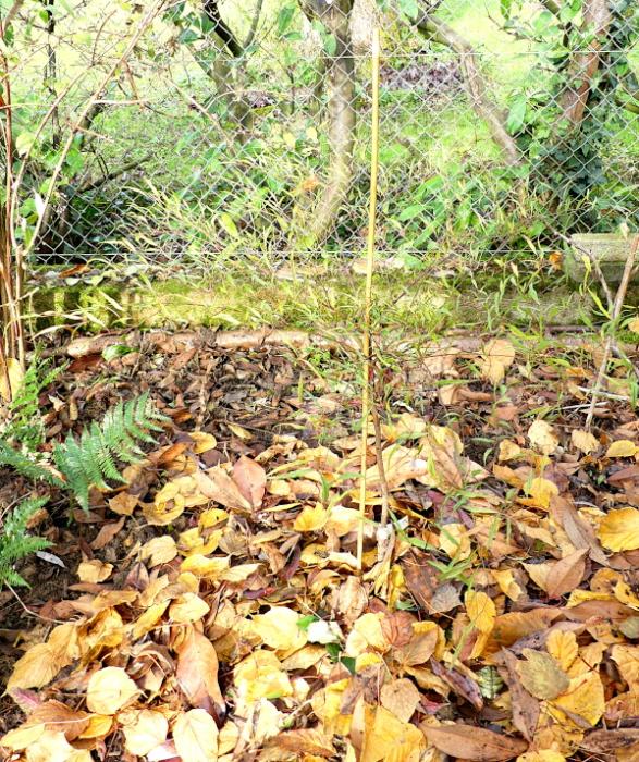 p1050225.jpg
