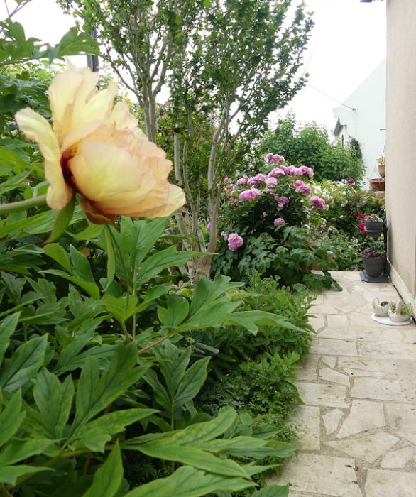p1060160.jpg