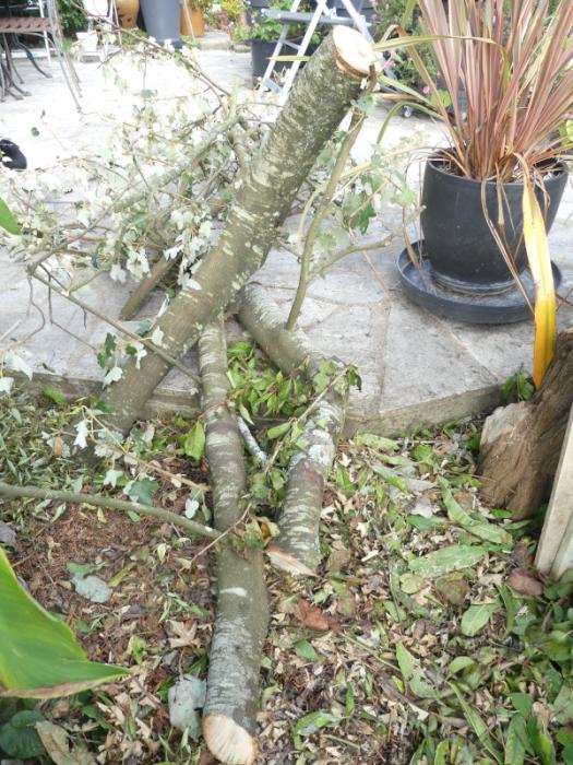 p1060594.jpg p1060594.jpg