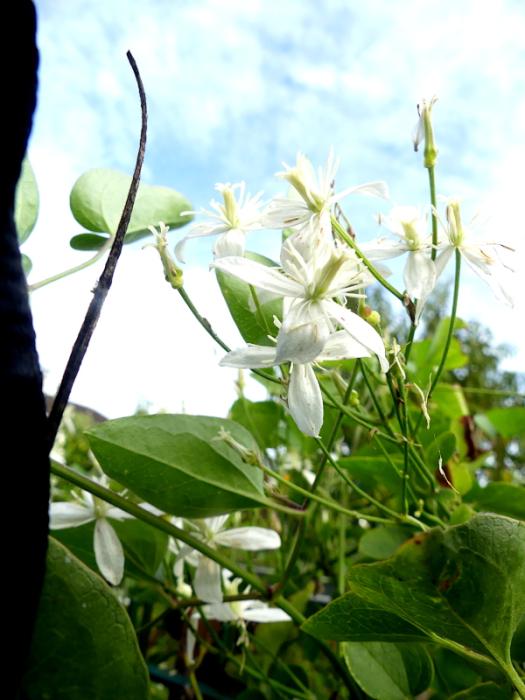 p1060599.jpg p1060599.jpg