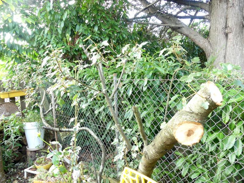 p1060603.jpg p1060603.jpg