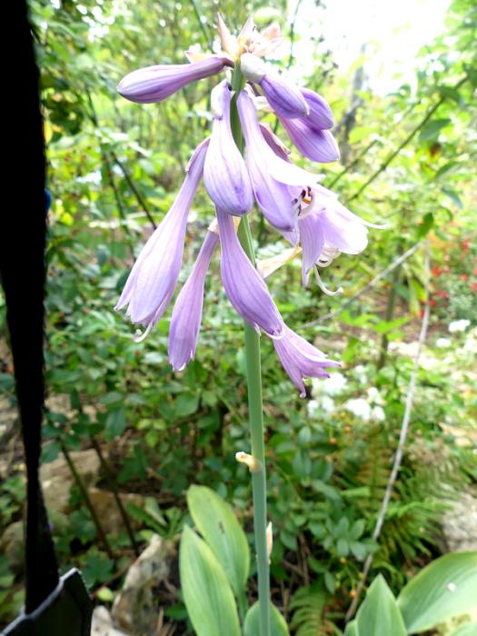 p1060612.jpg p1060612.jpg