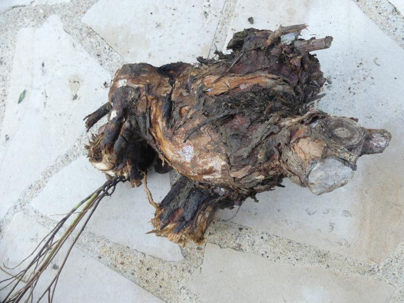 p1060625.jpg p1060625.jpg