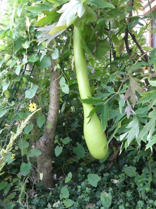 p1060627.jpg p1060627.jpg