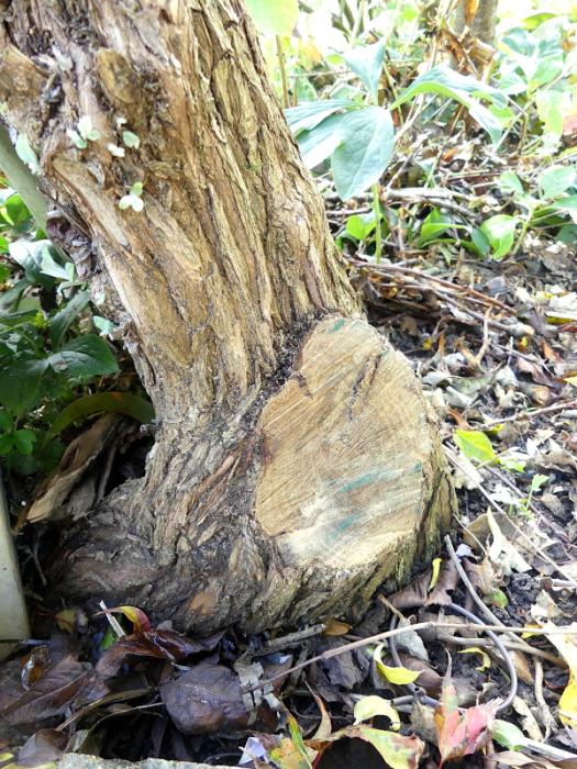 p1060679.jpg p1060679.jpg